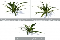 Pandanus plants