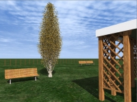 Poplar tree